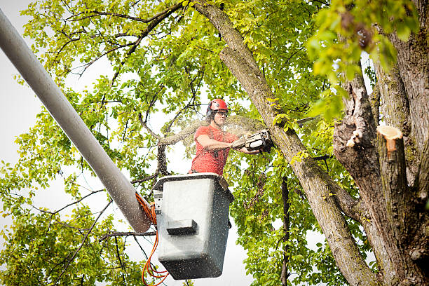 The Steps Involved in Our Tree Care Process in Hemet, CA